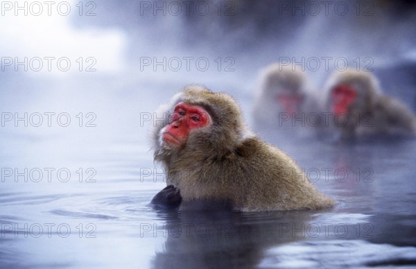 Japanese Macaque (macaca fuscata), Adults soaking in Hot Spring, Hokkaido Island in Japan