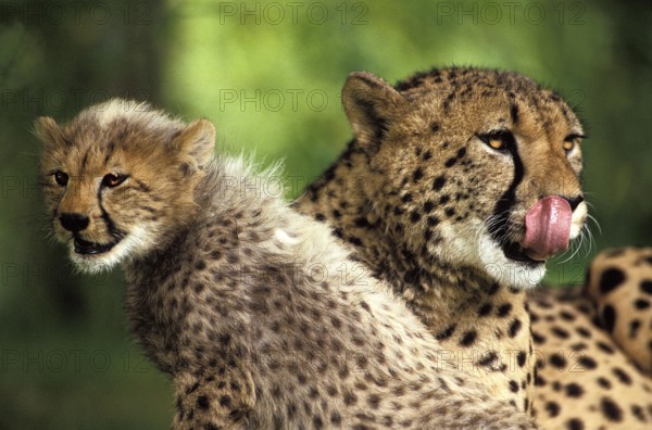 Cheetah (acinonyx jubatus), Mother and Cub, Licking its Nose, Masai Mara Park in Kenya