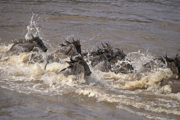Blue Wildebeest (connochaetes taurinus), Herd crossing Mara River during Migration, Masai Mara Park in Kenya