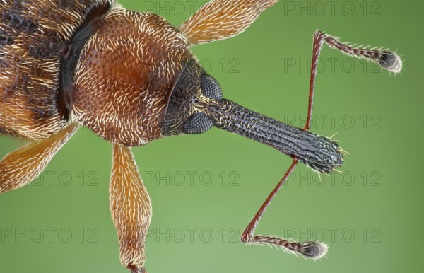 4 mm small weevil (Dorytomus)