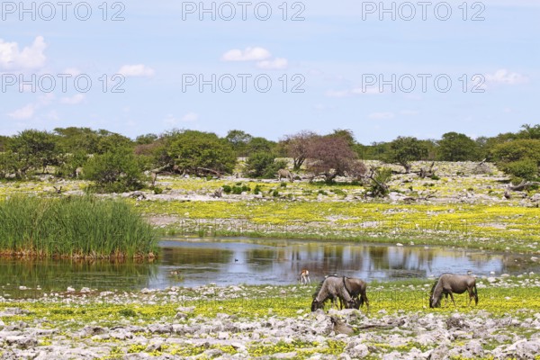 Animals in the Bl