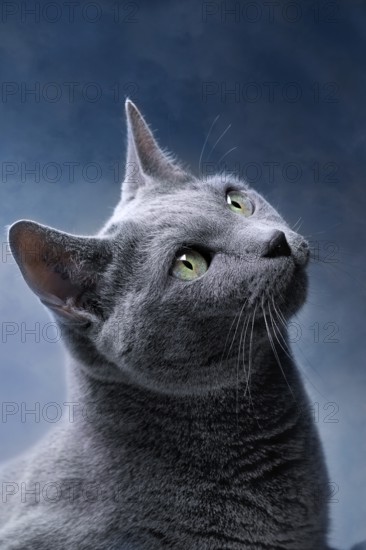 Portrait of a Russian Blue Pedigree Cat
