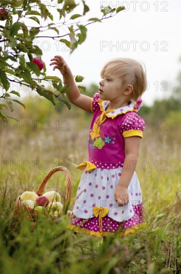 Little girl 2.5 years to pick apples