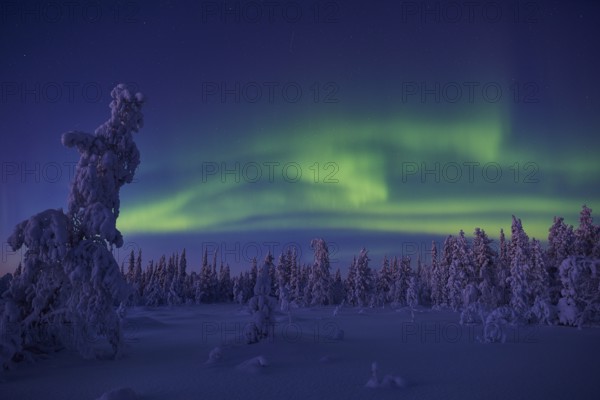 Northern Lights (Aurora borealis), Stubba Nature Reserve, Laponia World Heritage Site, Norrbotten, Lapland, Sweden, December 2014, Europe