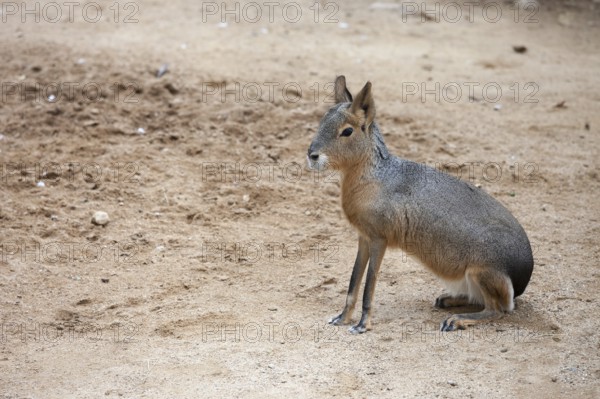 Mara, Dolichotis patagonum, Patagonian cavy, big rodent, relative of guinea pig, common in Patagonian steppes of Argentina, South America