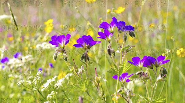 Mountain meadows in spring, spring flower meadows in mountains in many colours