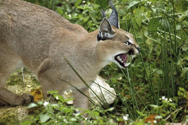 caracal (CARACAL caracal) ADULT SNARLING IN THREAT POSTURE
