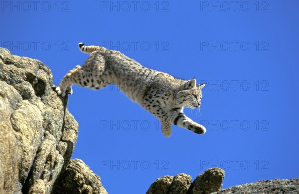 BOBCAT (lynx rufus), ERWACHSENER SPRINGT VOM FELSEN, KANADA