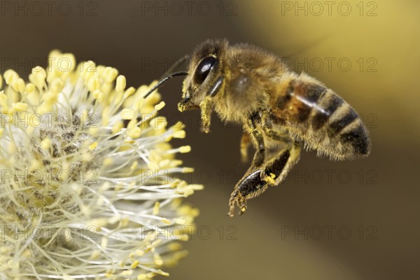 Bee hovering at the kitten