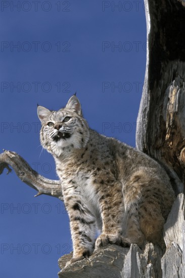 BOBCAT (lynx rufus), ADULT STANDING ON DEAD TREE, LOOKING OUT, CANADA