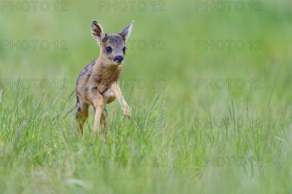 European roe deer (Capreolus capreolus) , fawn