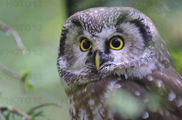 Tengmalm's (Aegolius funereus) Owl