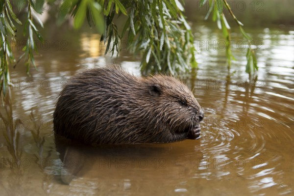 European beaver (Castor fiber), juvenile, Rosenheim, Bavaria, Germany, Europe