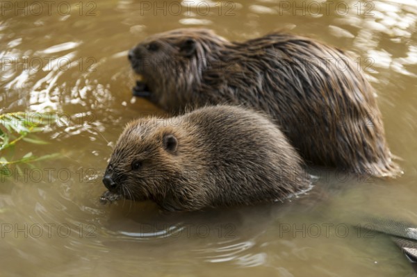 European beaver (Castor fiber) with young, Rosenheim, Bavaria, Germany, Europe