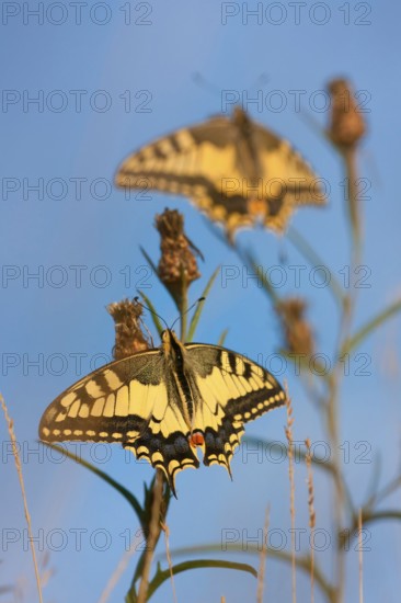 Swallowtail (Papilio machaon) North Rhine-Westphalia, Germany, Europe