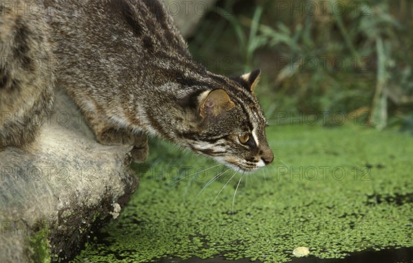LEOPARD CAT (prionailurus bengalensis), ERWACHSENER AUF DER SUCHE NACH BEUTETEN IN EINEM WASSERLOCH