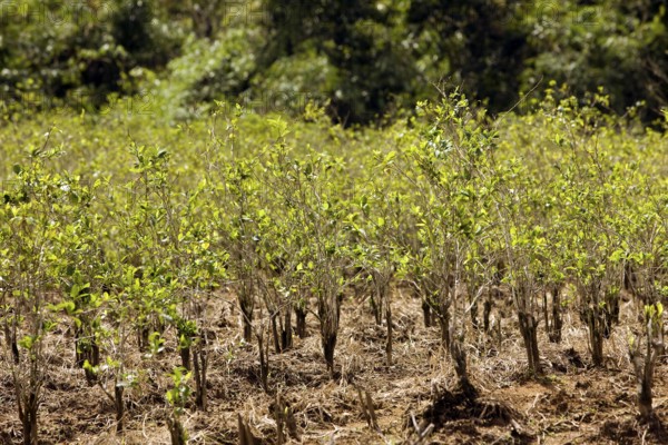 COCA-PLANTAGE (erythroxylum coca), COCAIN-producing LEAVES, PERU
