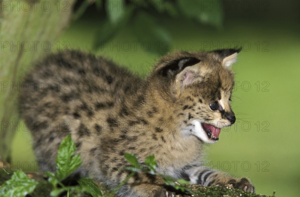 Serval (leptailurus serval), Cub