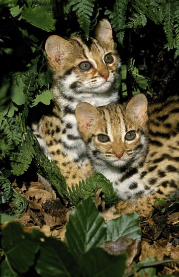 LEOPARD CAT (prionailurus bengalensis), YOUNGS