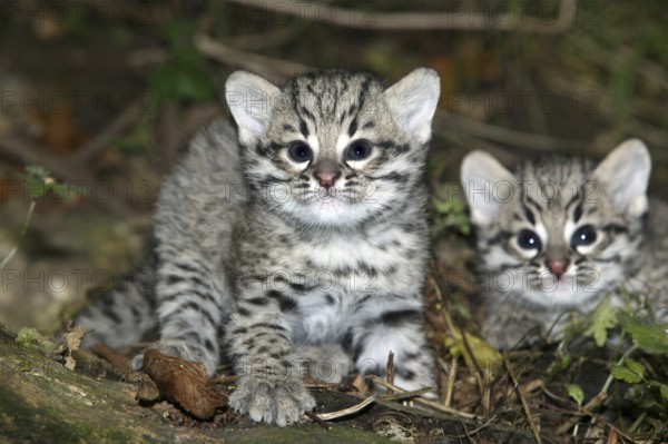 Geoffroy's cat, oncifelis geoffroyi, kitten