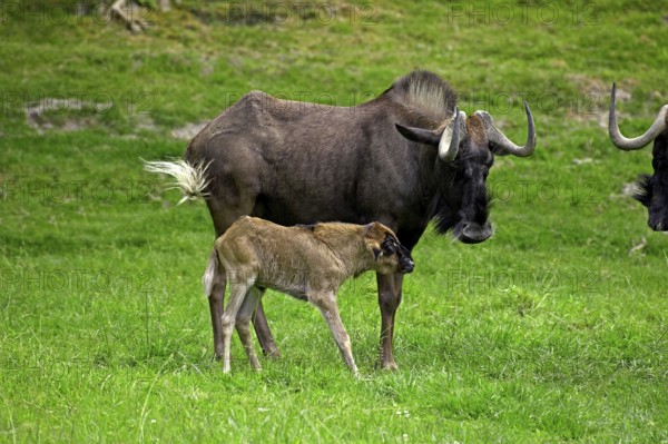 Black Wildebeest (connochaetes gnou), Female with Calf on Grass