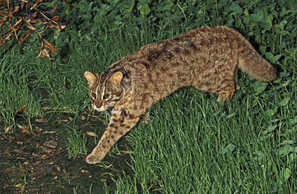 AMUR LEOPARD CAT (prionailurus bengalensis) OR SIBERIAN LEOPARD CAT euptilura