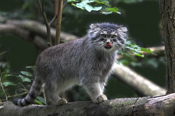 Pallas's cat (otocolobus manul) or Pallas' cat, adult on branch, licking its nose