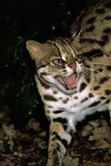 LEOPARD CAT (prionailurus bengalensis), ADULT SNARLING