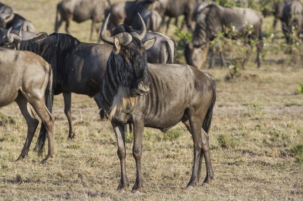 Wilderbeast, Gnu (Connochaetes taurinus)
