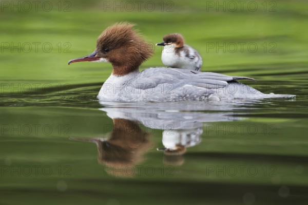 Common merganser (Mergus merganser), female with chicks, Germany, Europe