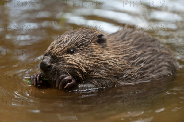 European beaver (Castor fiber), juvenile, Rosenheim, Bavaria, Germany, Europe