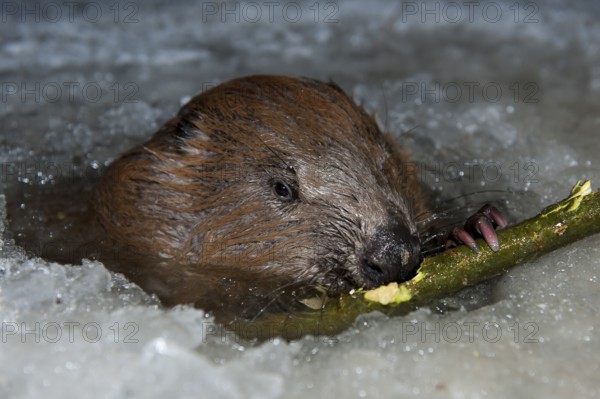 European beaver (Castor fiber), Rosenheim, Bavaria, Germany, Europe