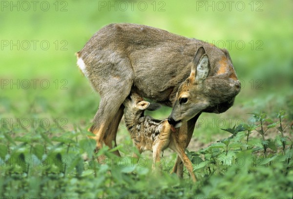 Fawn (Capreolus capreolus) suckling fawn