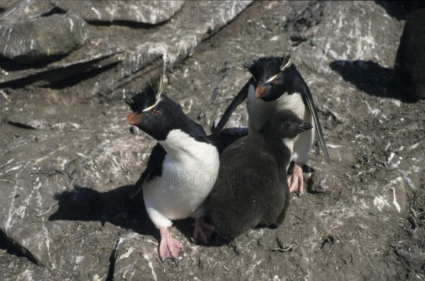 Rockhopper Penguins, pair with young, Saunders Island, Falkland Islands (Eudyptes chrysocome)