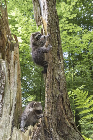 Raccoon (Procyon lotor) , Young animal, Lower Saxony, Germany, Europe
