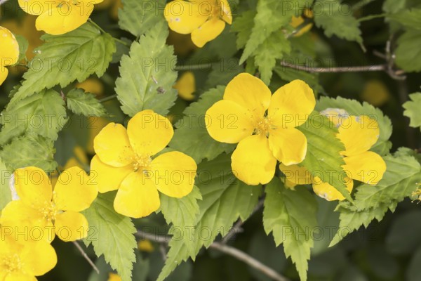 Kerria japonica, Japanese Kerrie, Ranunculus shrub