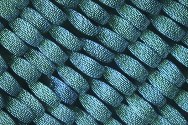 Scales of a butterfly wing strongly enlarged