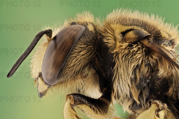 or European wool carder bee (Anthidium manicatum), they are leaf-cutters and use leaves and petals from various ornamental plants such as roses, azaleas, ash, redbud, and bougainvillea. They use the leaf and petal segments to construct their nests