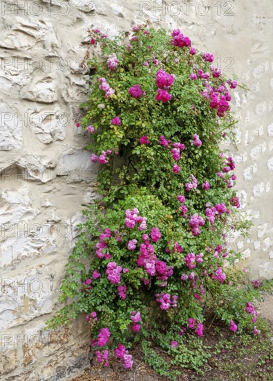 Pink rambler rose climbing an old wall
