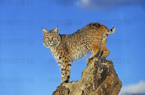 BOBCAT (lynx rufus), ADULT ON ROCK, CANADA