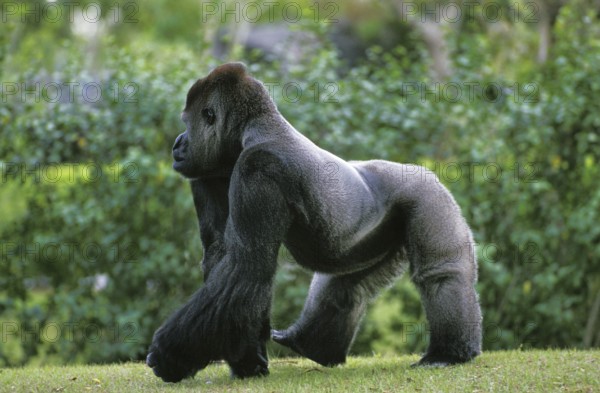 Western gorilla (Gorilla gorilla), silverback adult male on grass