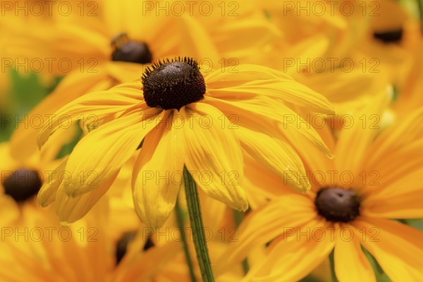 Flowerbed with yellow (echinacea) flowers - selective focus