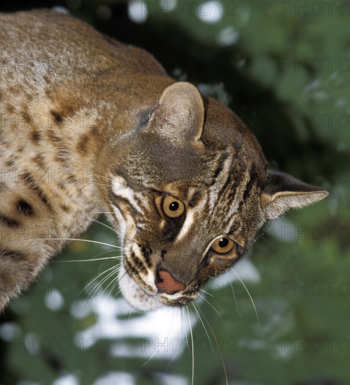 ASIAN GOLDEN CAT OR TEMMINK'S CAT catopuma temmincki, PORTRAIT OF AN ADULT