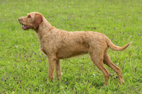 Wirehaired Hungarian Pointing Dog, bitch, wirehaired Vizsla, sideways