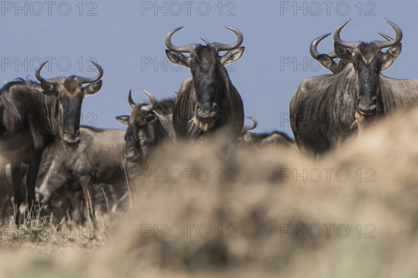 Wilderbeast, Gnu (Connochaetes taurinus)