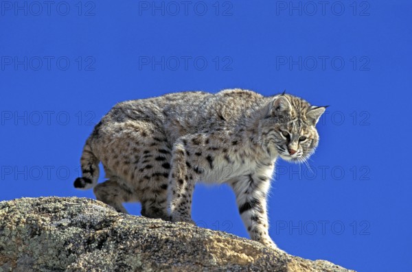 Bobcat (lynx rufus), Adult standing on Rocks, Canada, North America