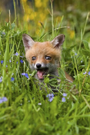 Red Fox (vulpes vulpes), Puppy with Flowers, Normandy