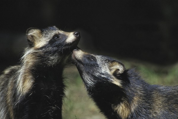 Raccoon Dog (nyctereutes procyonoides)