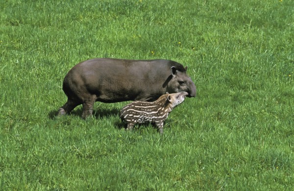 LOWLAND TAPIR (tapirus terrestris), FEMALE WITH YOUNG