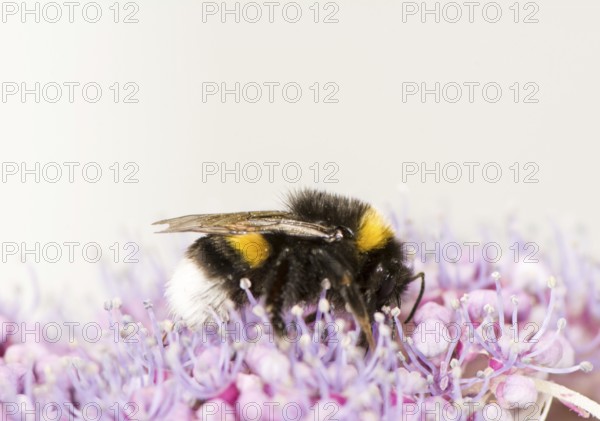 Macro of a bumblebee on a hydrangea flower
